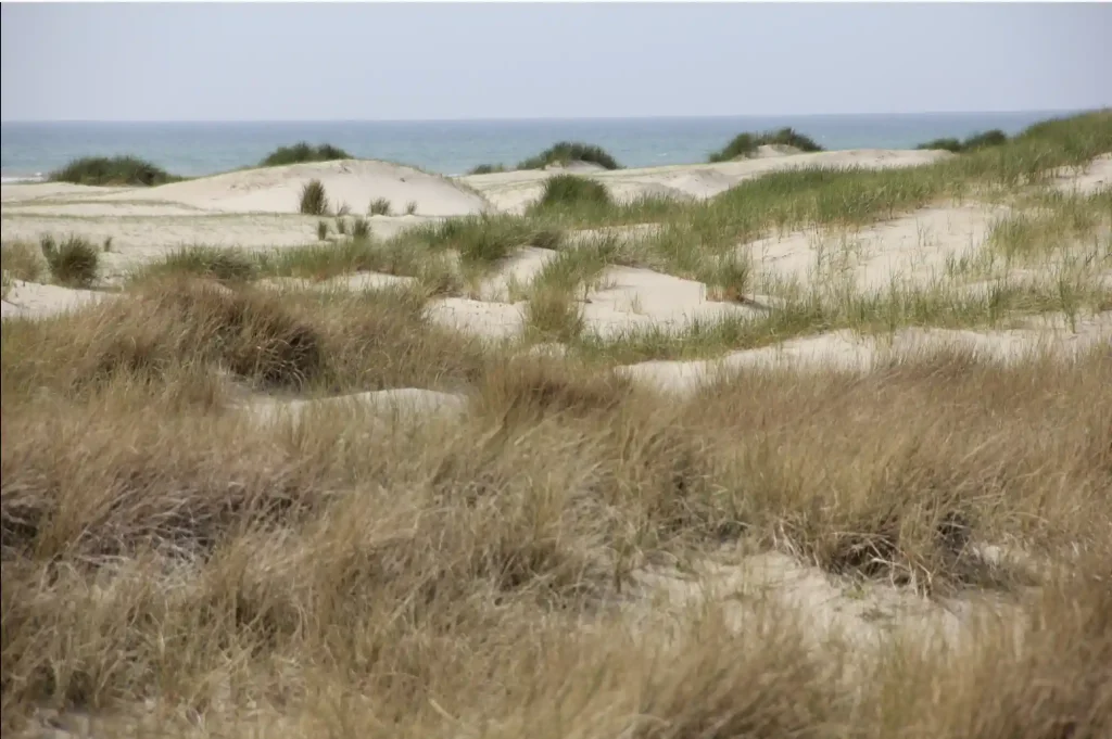 Dunes de sable
