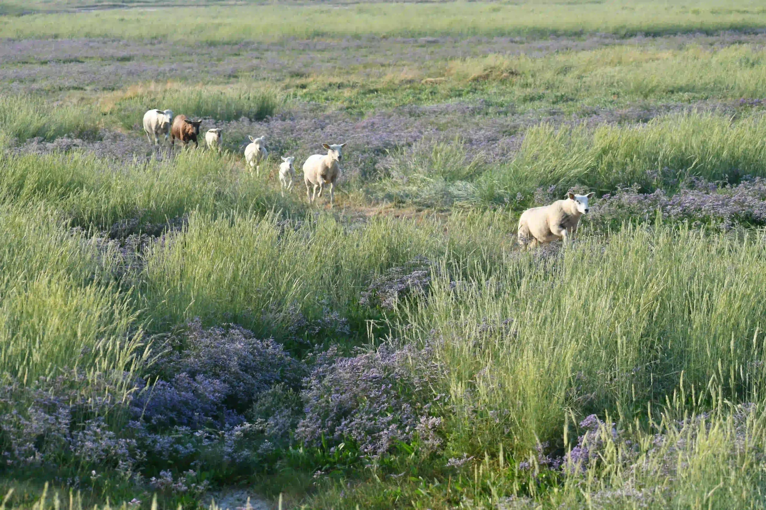 Jocelyne, la bergère de Conty