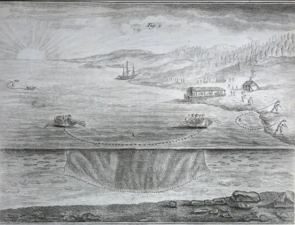 GADUS MORHUA, <br>la grande pêche