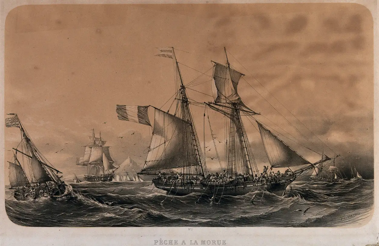 GADUS MORHUA, <br>que je te chasse, que je te pêche